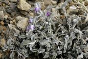 Astragalus geminiflorus Chimborazo 5000  m